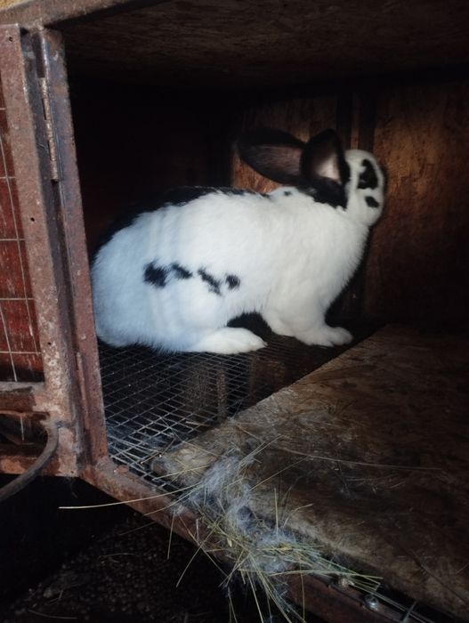 Продам крола производителя.