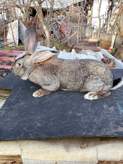 Продавам мъжки заек