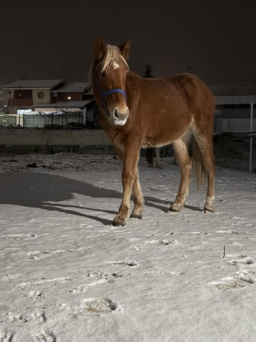 Кон, млада ездитна  кобила