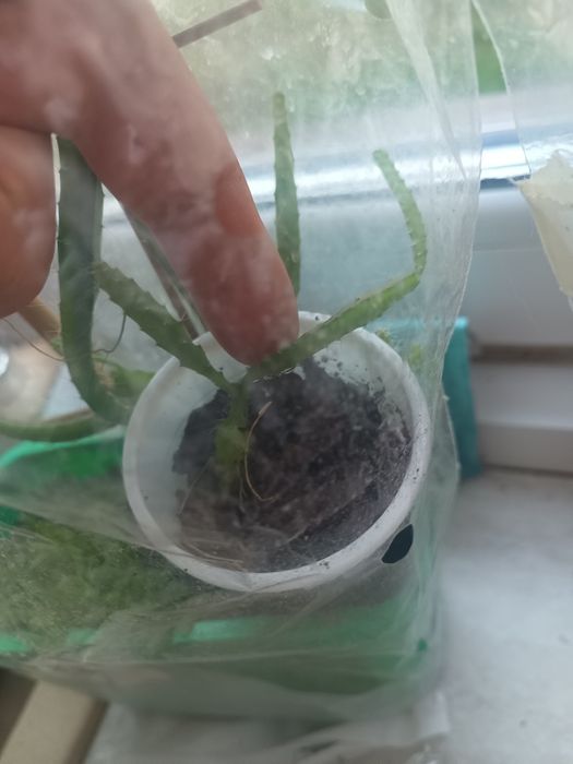 pitahaya (fructul dragonului)