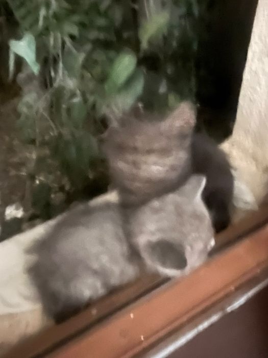 Малыши ищут дом и добрую маму