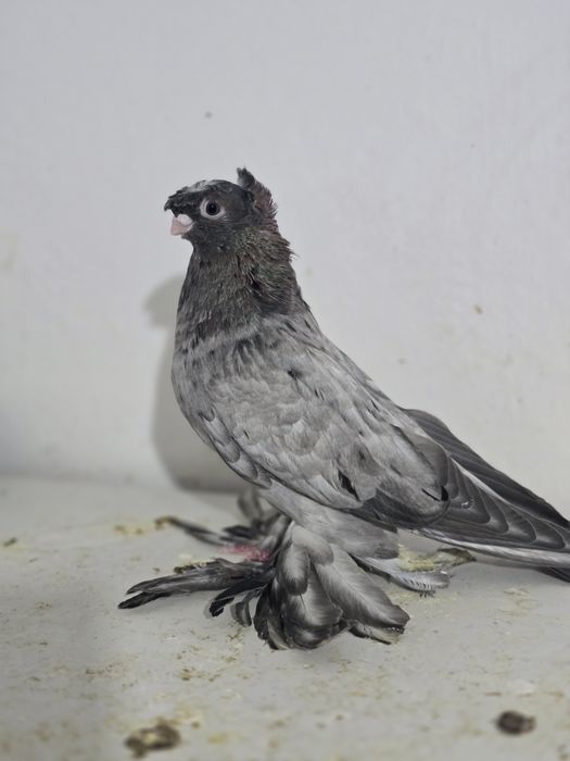 Продаю голубя молодой