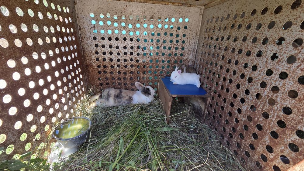 Iepuri pitici pui și adulți disponibili