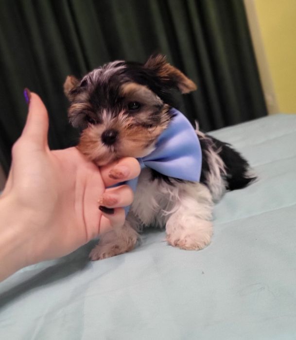 Йорки бебе йоркширски териер момче