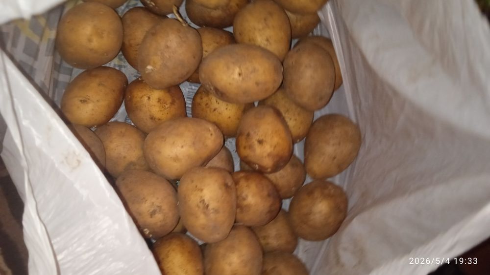 Семенной картофель