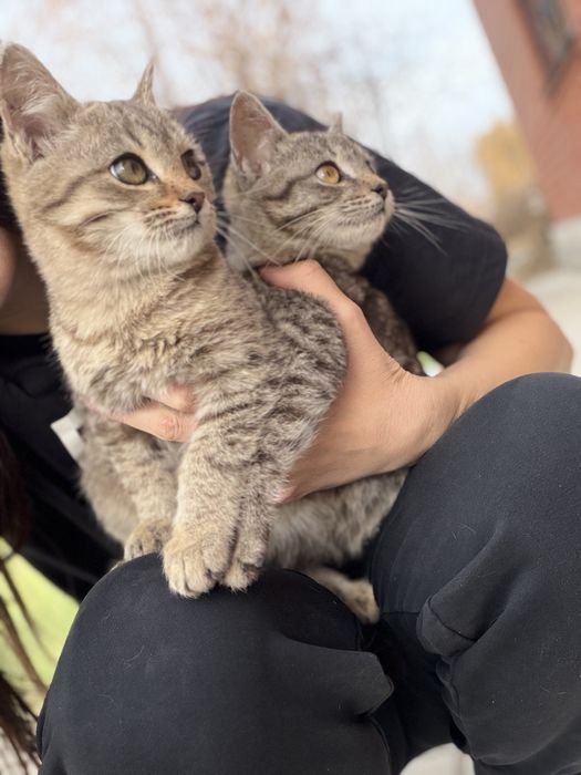 Отдам котенка в добрые руки