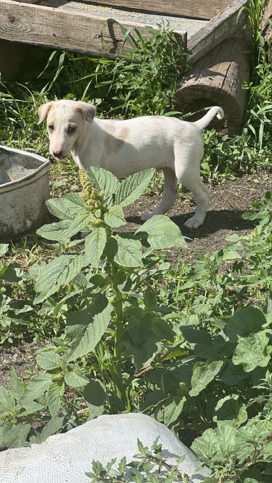 Кушиктер сатлады