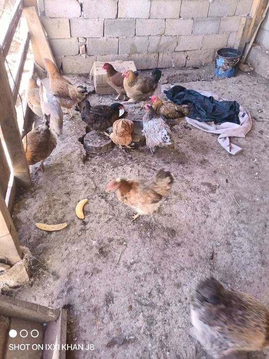 Домашние куры продам