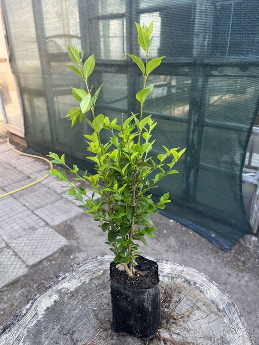 Лигуструм вечнозелен