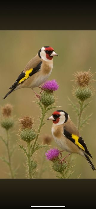 Щегол зимник черноголовый