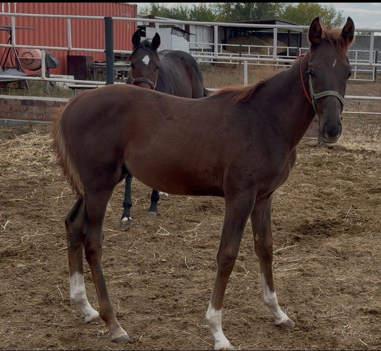 Жеребенок жабагы тай