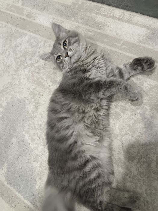 Отдам котёнка, мальчик