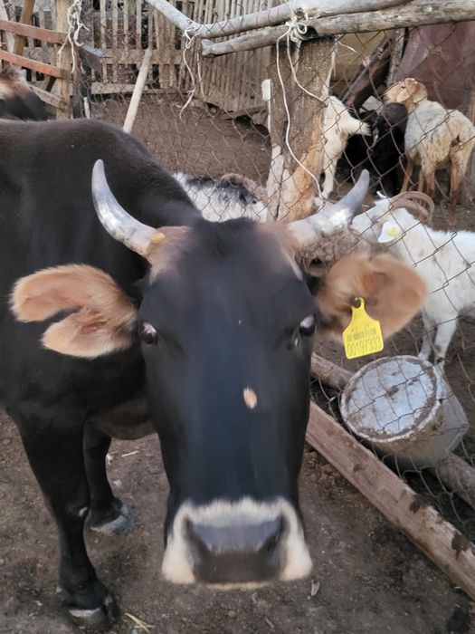 Сиыр   сатылады