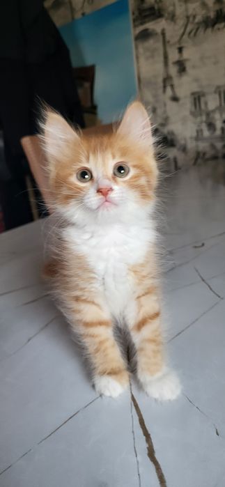 Домашний котёнок девочка (қыз бала мысық)