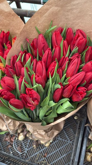 Цветы тюльпан звоните