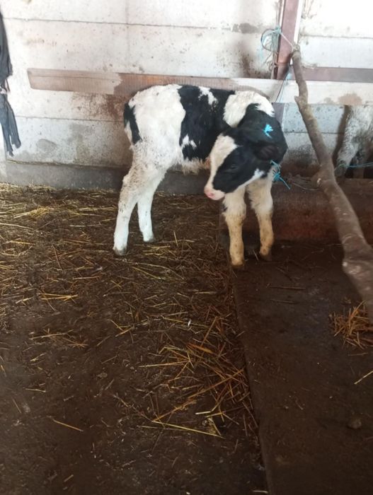 Vând sau Schimb Tăuraș