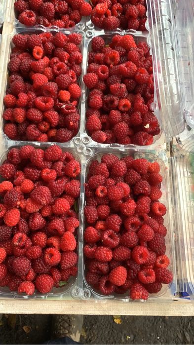 Drajoni- zmeura- polska