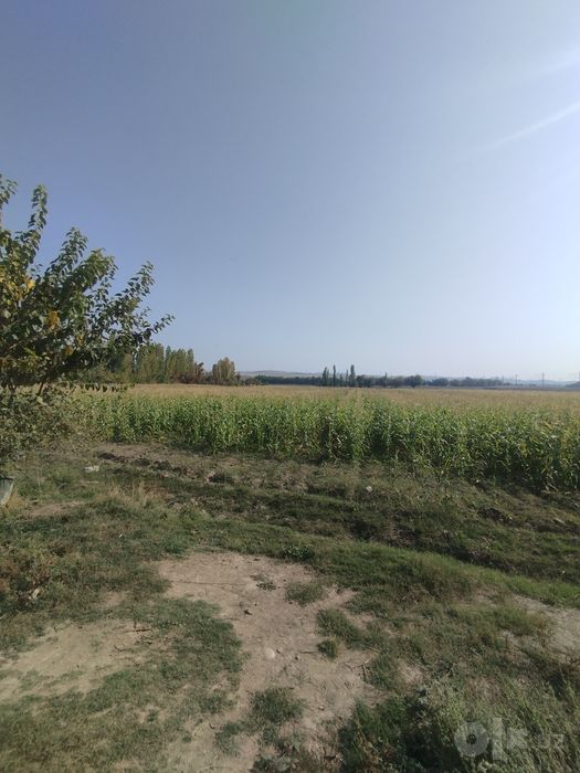 Макка жухори Селос