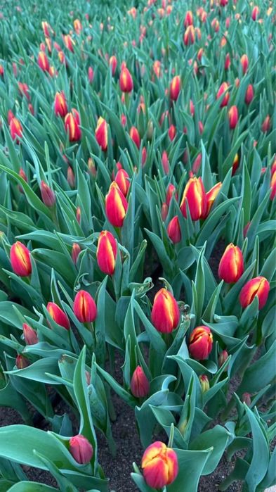 Цветы Тюльпан ОПТОВАЯ ЦЕНА