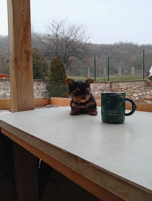 Продавам йоркширски териер