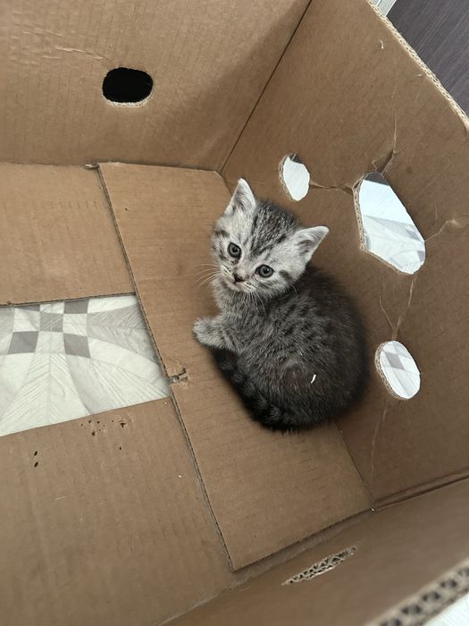 Продам котенка мальчика