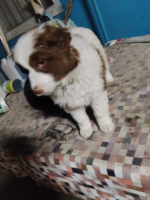 В добрые руки  девочка