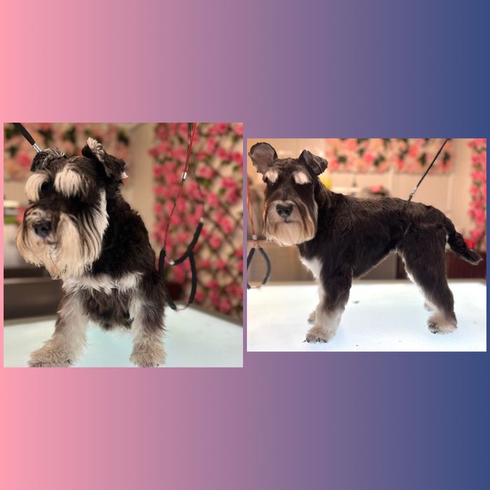 Хотел за кучета и Груминг в София