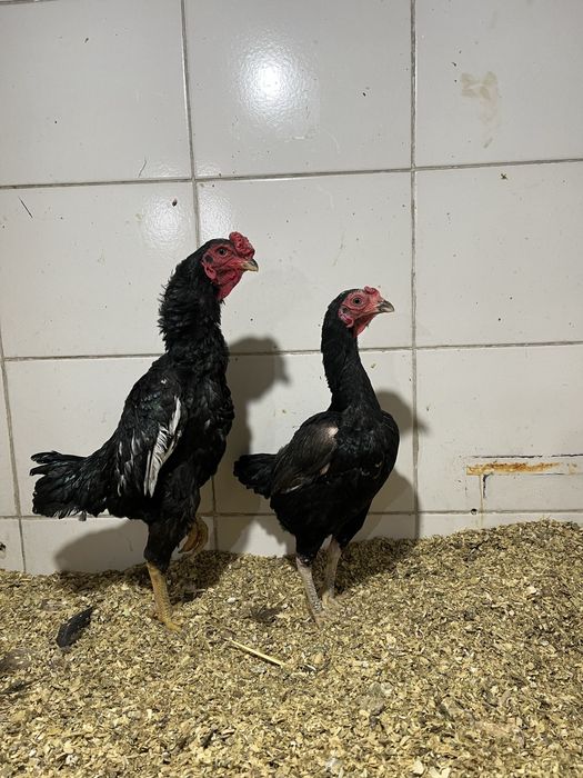 Карейский ко шамо пара сотилади продаются куры породы Шамо