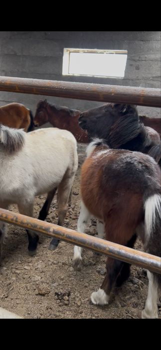 Жабағылар сатылады