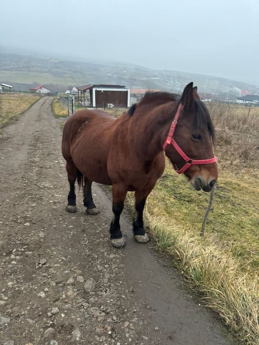 Vand iapa 5 ani gestanta