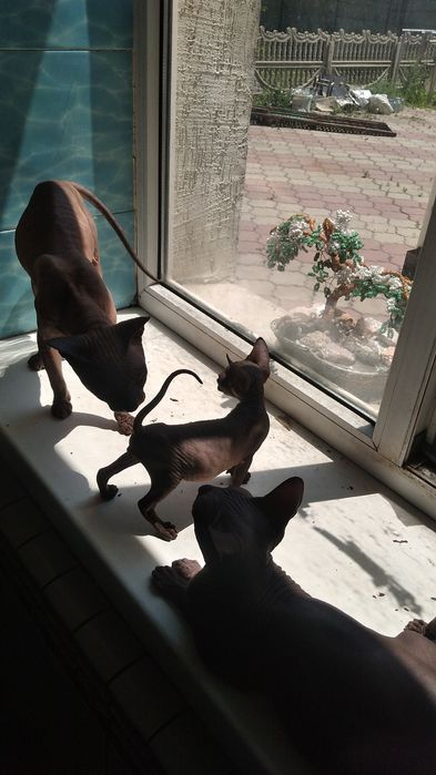 Вязка донской сфинкс