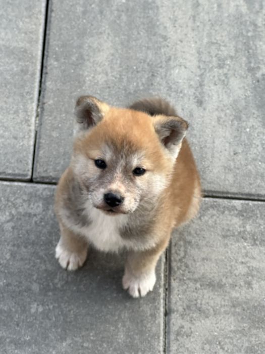Pui akira inu japonez