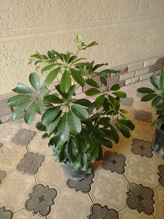 Honaki gullar, Комнатные растения, Цветы