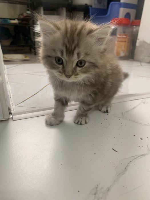 Проадется котенок пародистая