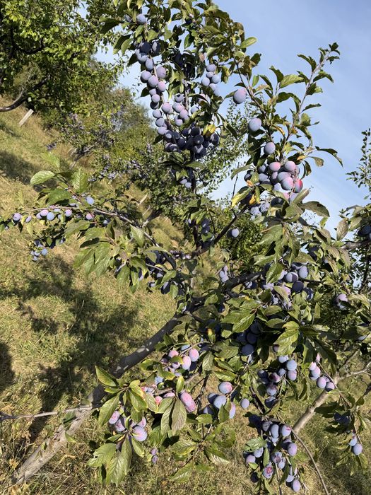 vand prune ana spath