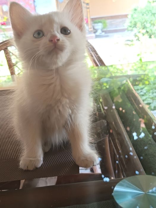 Котята Турецкая ангора