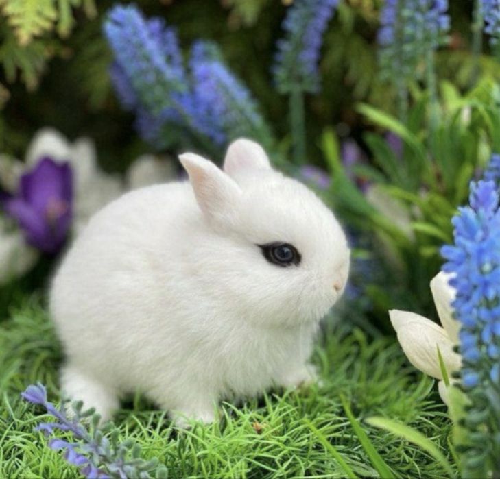 Карликовые кролики.