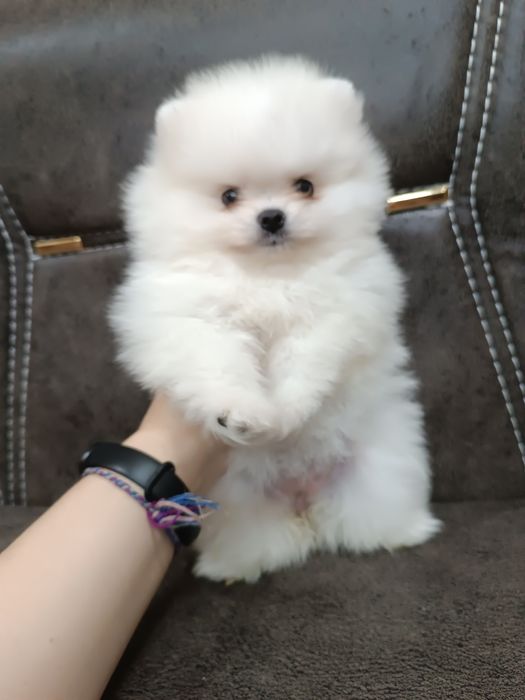 Щенки шпица.девочки