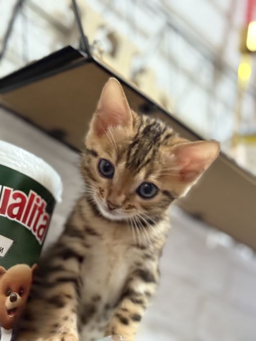 Продам бенгал котенка