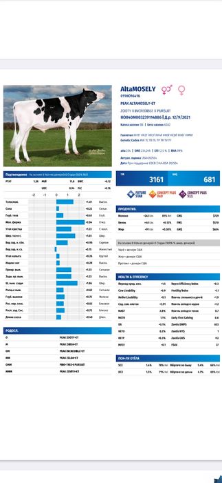 Суний бука уруглари сотувда мавзуд, Buqa urug'lari,