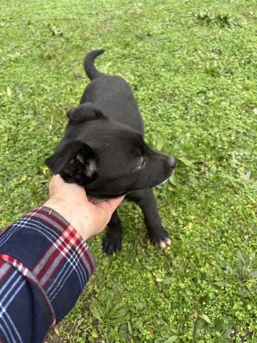 Cateluse spre adoptie