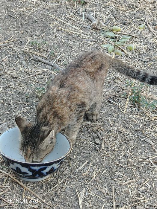 Кошка коричневая