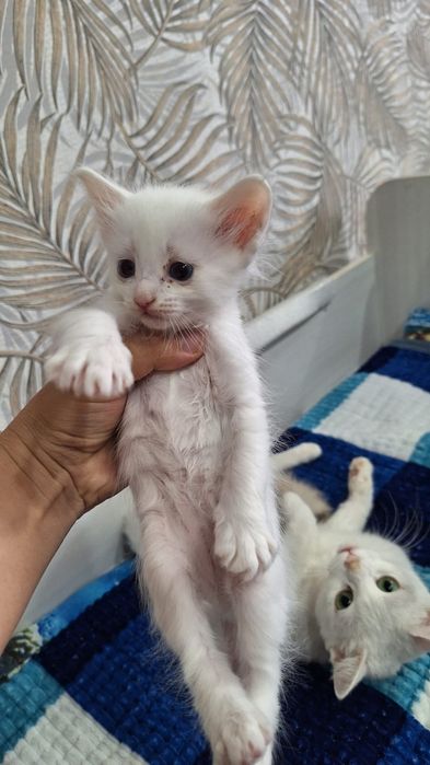 Отдам котят в добрые руки. Девочку и мальчика