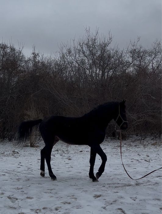 Продам коня/ Айғыр сатылады