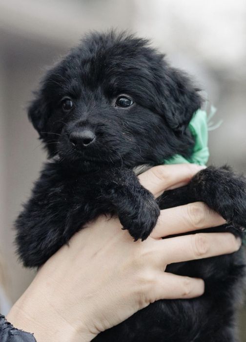 Малыши в добрые руки, возраст 2 месяца