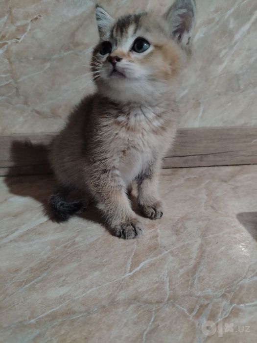 Zolotoy shinshila