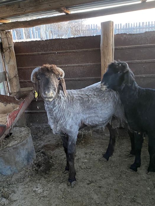 Токты сатылады, кой