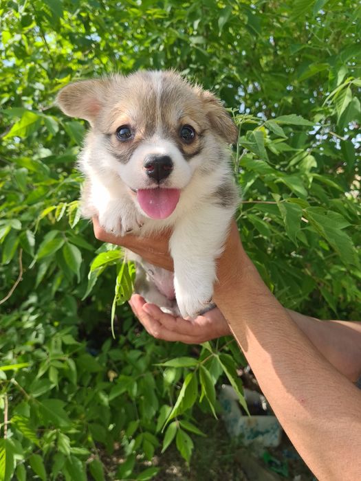 Продам щенков вельш корги пемброк.