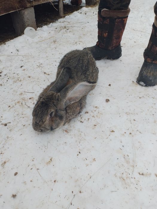 Кролики породы "Фландер"