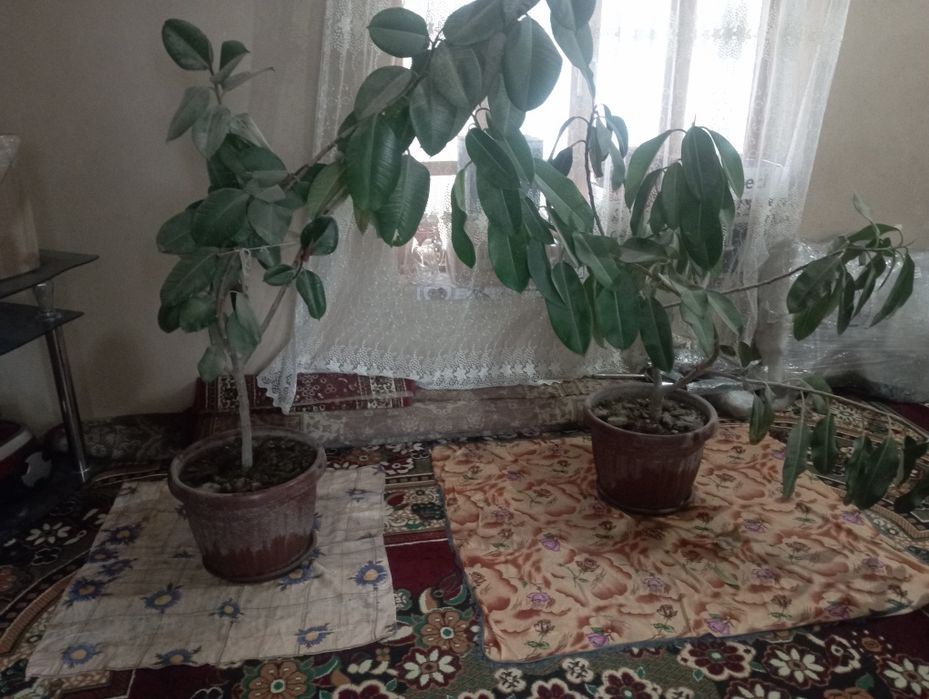 Gul qora shahzoda+malika